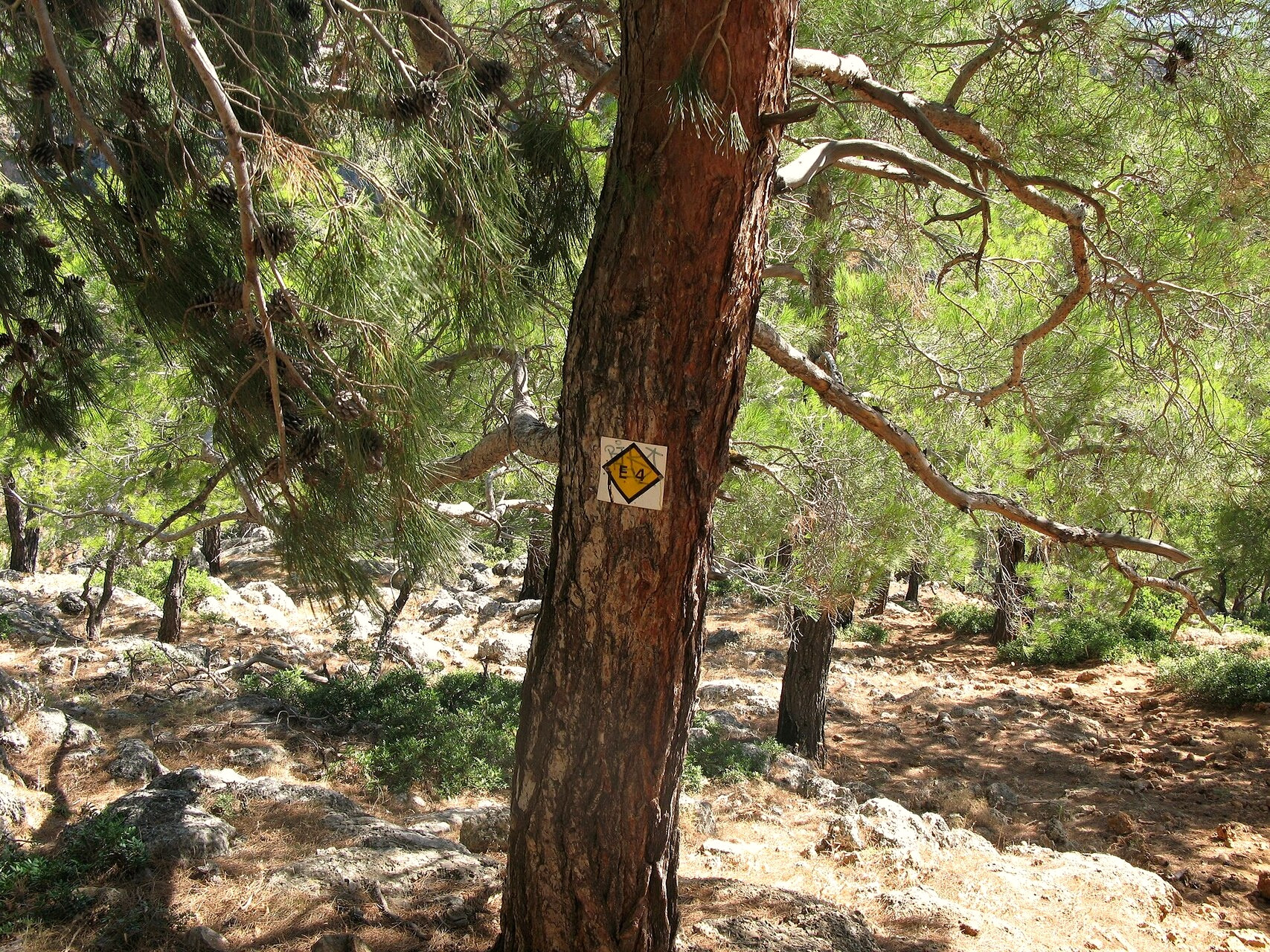 Il sentiero costiero E4 nella pineta vicino a Sougia - Creta - Grecia © Lungo41 / Wikimedia (CC BY-SA 4.0)