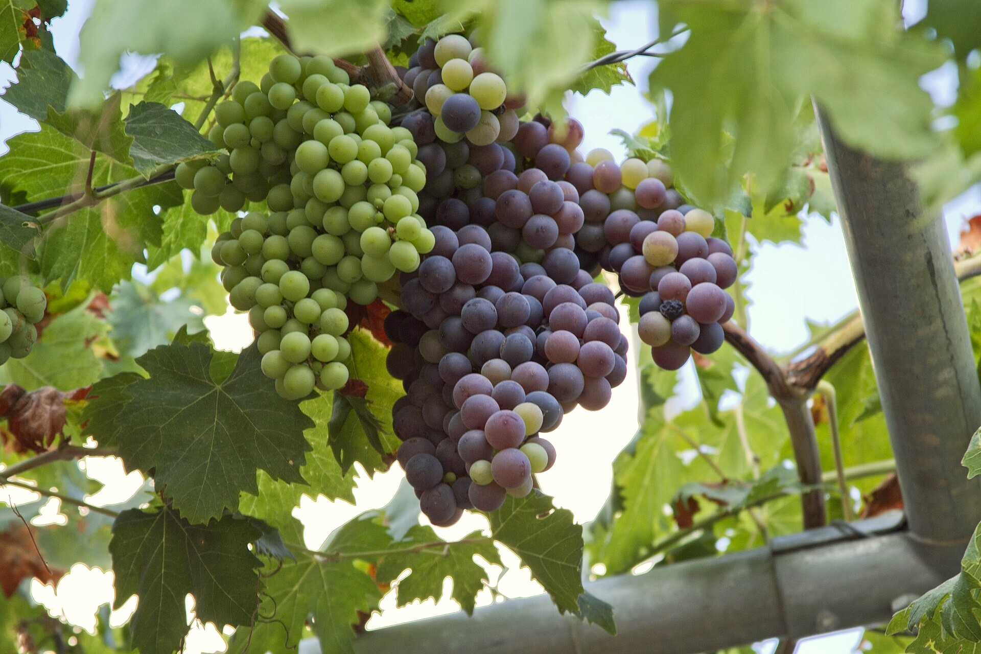 Grappoli di uva matura sulla vite - Georgiopoli, Creta - Grecia © trolvag / Wikimedia (CC BY-SA 3.0)