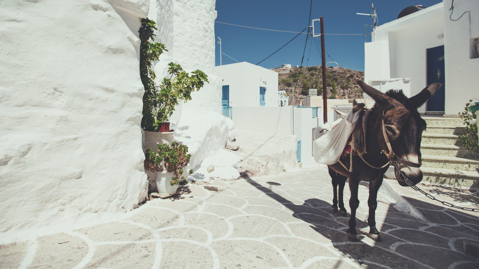 Asino in un vicolo imbiancato a calce - Kimolos - Cicladi, Grecia