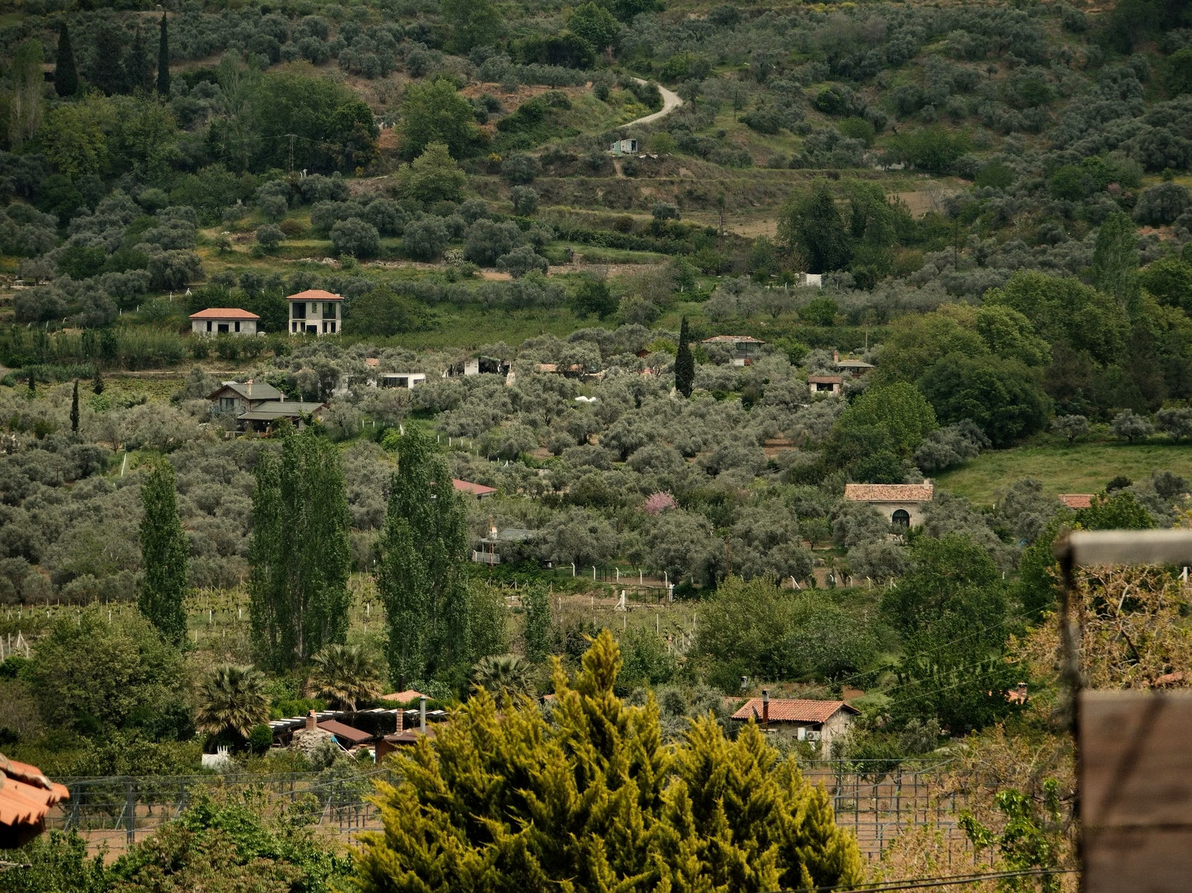Campagna verdeggiante e uliveti terrazzati - Grecia