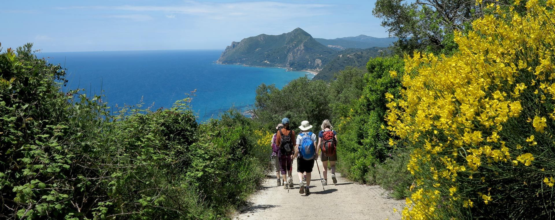 Randonneurs sur un sentier fleuri de genêts - côte occidentale de Corfou - Grèce