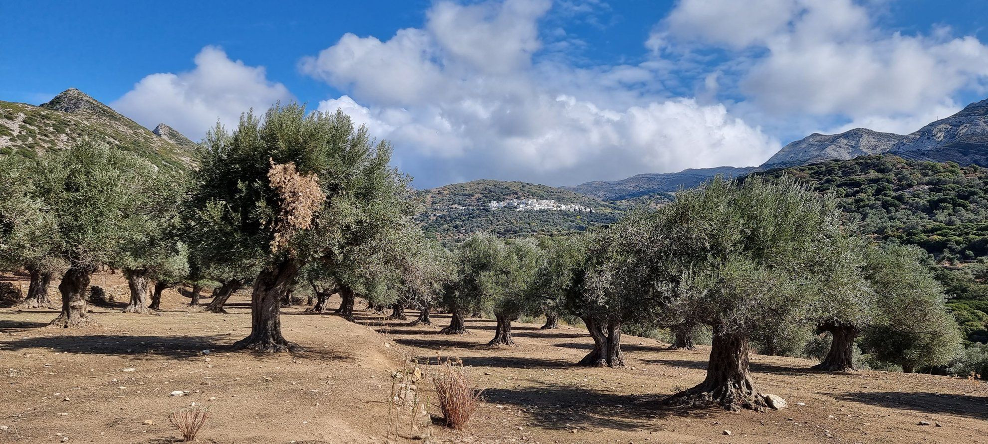 Uliveto millenario della valle di Tragéa - Naxos - Grecia